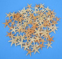 2-1/2 to 3 inches Dried Philippine Tan Flat Starfish -100 @ .12 each;