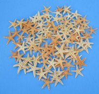 2-1/2 to 3 inches Dried Philippine Tan Flat Starfish -100 @ .10 each;