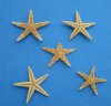 1 to 1-1/2 inches Small Philippine Flat Starfish for Crafts in Bulk Bag of 100 @ .05 each; Pack of 2000 @ .032 each