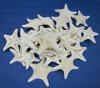 4 to 5-7/8 inches White Jungle Starfish Bulk bag of 25 @ $1.36 each