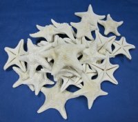 4 to 5-7/8 inches White Jungle Starfish <font color=red>Wholesale </font> - 200 @ .85 each