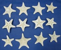 Large White Jungle Starfish, 6 inches to 7-7/8 inches <font color=red> Wholesale</font> - Case of 200 @ $1.12 each