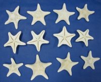 4 to 5-7/8 inches White Jungle Starfish Bulk bag of 25 @ $1.36 each