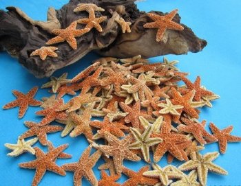 1-1/2 to 2-1/4 inches Small Dried Sugar Starfish <font color=red>Wholesale </font> - 500 @ .85 each  (DELIVERY SIGNATURE REQUIRED) 