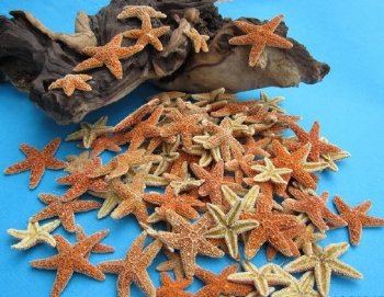 1-1/2 to 2-1/4 inches Small Sun Dried Sugar Starfish <font color=red> Wholesale</font> - 100 @ .95 each