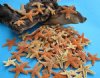 3/4 inch to 2 inches <font color=red>Wholesale </font> Small Sugar Starfish for Sale in Bulk - Case of 1000 @ .46 each  (Shipped Signature Required)