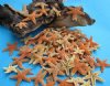 1 to 2 inches <font color=red> Wholesale</font> Small Sun Dried Sugar Starfish for Sale, Common Starfish - Pack of 100 @ .95 each