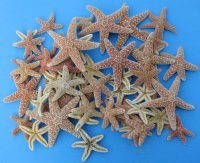 2 to 4 inches Sun Dried Sugar Starfish <font color=red> Wholesale</font>  - Case of 250 @ .97 each