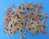 2 to 4 inches <font color=red> Wholesale</font> Sun Dried Sugar Starfish for Sale in Bulk, Dried Common Starfish - Case of 250 @ .97 each