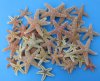 2 to 4 inches Sun Dried Sugar Starfish <font color=red> Wholesale</font>  - Case of 250 @ .97 each