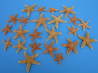 2 to 4 inches Sun Dried Sugar Starfish <font color=red> Wholesale</font>  - Case of 250 @ .97 each