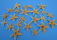 2 to 4 inches Sun Dried Sugar Starfish <font color=red> Wholesale</font>  - Case of 250 @ .97 each