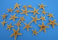 3-1/2 to 6 inches Sun Dried Sugar Starfish for Crafts, Dried Common Starfish - Pack of 12 @ $2.32 each