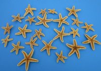 2 to 4 inches Sun Dried Sugar Starfish for Sale, Dried Common Starfish for Crafts - Bag of 50 @ $1.55 each