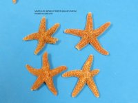 2 to 4 inches Sun Dried Sugar Starfish <font color=red> Wholesale</font>  - Case of 250 @ .97 each