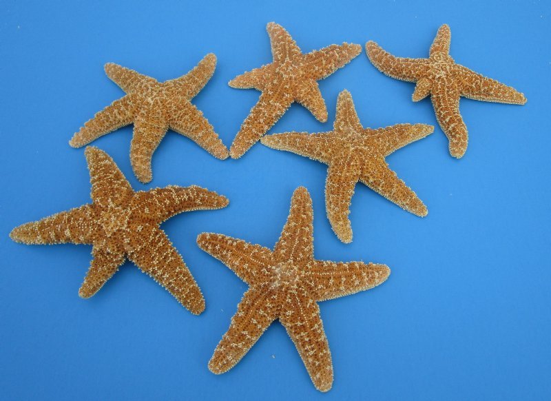 3-1/2 to 6 inches Sun Dried Sugar Starfish in Bulk