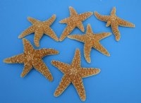 3-1/2 to 6 inches Sun Dried Natural Sugar Starfish <font color=red>Wholesale </font> - Case of 120 @ $1.45 each