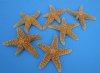 3-1/2 to 6 inches <font color=red>Wholesale </font> Sun Dried Natural Sugar Starfish in Bulk Case of 120 @ $1.45 each