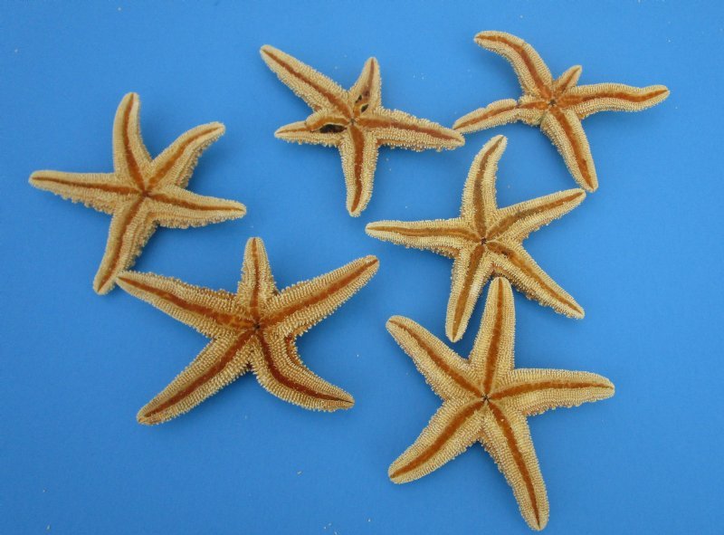 6 to 7-3/4 inches Sun Dried Real Sugar Starfish for Crafts