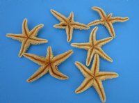 6 to 7-3/4 inches Sun Dried Real Sugar Starfish for Crafts - Pack of 6 for $4.00 each
