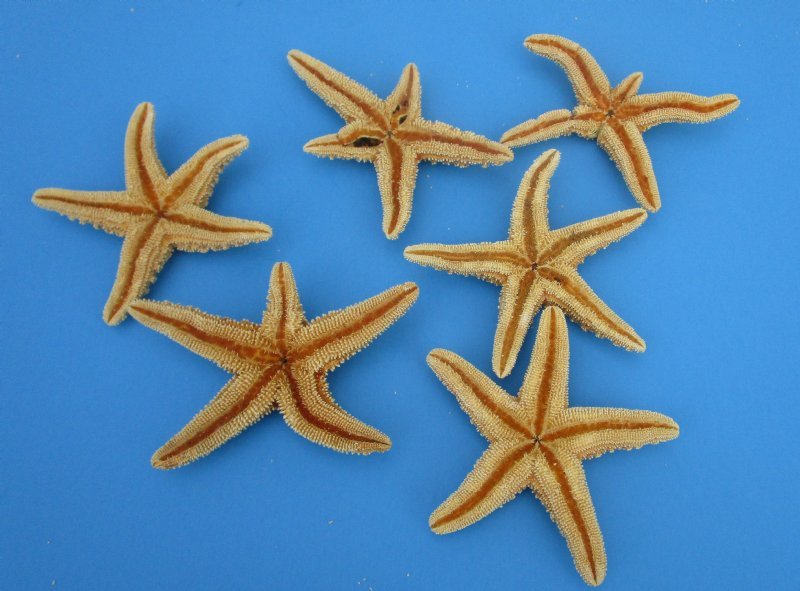 2 to 4 inches Sun Dried Sugar Starfish for Sale, Dried Common Starfish