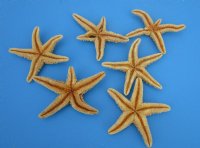 3-1/2 to 6 inches Sun Dried Natural Sugar Starfish <font color=red>Wholesale </font> - Case of 120 @ $1.45 each