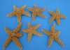 6 to 7-3/4 inches Sun Dried Real Sugar Starfish for Crafts - Pack of 6 for $4.00 each