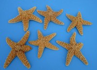 6 to 7-3/4 inches Large Sugar Starfish, Sun Dried, <font color=red> Wholesale </font> - Case of 72 @ $2.20 each