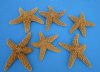 6 to 7-3/4 inches<font color=red> Wholesale </font> Large Sugar Starfish, Sun Dried, for Crafts - Case of 72 @ $2.20 each