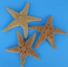 8 to 9-3/4 inches <font color=red>Wholesale</font> Sun Dried Large Sugar Starfish  (Have a Fishy Odor) - Box of 48 @ $4.00 each