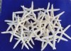 10 to 10-7/8 inches <font color=red> Extra Large</font> Finger Starfish in Bulk, Pencil Starfish (Off White in Color) - Box of 45 @ $1.84 each; <FONT COLOR=RED> Wholesale</font> 2 Cases </font> @ $1.15 each