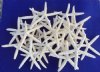 11 inches Extra Large Finger Starfish in Bulk, Off White in Color - Pack of 6 @ $1.90 each; Box of 30 @ $1.58 each