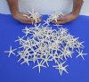 2 to 2-7/8 inches <font color=red>Wholesale </font> Small White Finger, Pencil Starfish for starfish crafts, in bulk  - Case of 2,300  @ .33 each (Shipped UPS Signature Required)