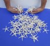 2 to 2-7/8 inches Small Dried White Finger-Pencil Starfish - 100 @ .53 each 