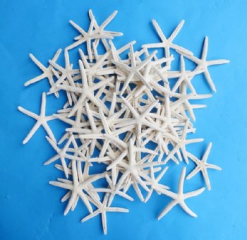 Dried Starfish, White, Natural, Dyed 