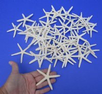3 inches to 3-7/8 inches Off White Finger-Pencil Starfish Bulk - 50 @ .67 each; 100 @ .59 each; 