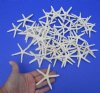 3 inches to 3-7/8 inches Off White Finger-Pencil Starfish Bulk - 50 @ .67 each; 100 @ .59 each; 