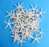 3 to 3-7/8 inches <font color=red> Wholesale</font> White Pencil, Finger Starfish for Crafts sold in Bulk, Off White, - Case of 1000 @ .37 each (Shipped UPS Signature Required)
