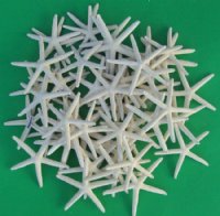 4 to 4-7/8 inches Off White Finger, Pencil Starfish <font color=red>Wholesale </font> - Case:  400 @ .45 each