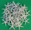 4 to 4-7/8 inches Off White Finger, Pencil Starfish <font color=red>Wholesale </font> - Case:  400 @ .45 each