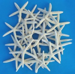 Large White Finger Starfish, Pencil Starfish 6 to 7-7/8 inches -  25 @ .96 each