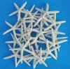 6 to 7-7/8 inches Large Off White Pencil, Finger Starfish for Beach Wedding Decorations  -  Pack of 25 @ .85 each