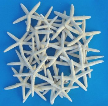 6 to 7-7/8 inches Large Sun Dried Finger Starfish  <font color=red> Wholesale</font>  - Case of 350 @ .53 each