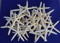 Large Dried White Finger Starfish 8 inches to 9-7/8 inches - 75 @ .96 each