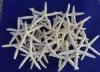 Large Dried White Finger Starfish 8 inches to 9-7/8 inches - 75 @ .96 each
