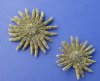 3 to 3-7/8 inches  Natural Sun Dried Sunflower Starfish <font color=red> Wholesale</font> - Case of 84 @ $1.20 each