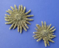 2 to 2-7/8 inches Natural Sun Dried Small Sunflower Starfish<font color=red> Wholesale</font> - 96 @ .95 each