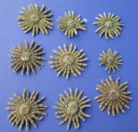 2 to 2-7/8 inches Natural Sun Dried Small Sunflower Starfish for Sale; brown in color  Pack of 12 @ $1.52 each