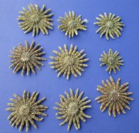3 to 3-7/8 inches  Natural Sun Dried Sunflower Starfish <font color=red> Wholesale</font> - Case of 84 @ $1.20 each