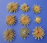 2 to 2-7/8 inches Natural Sun Dried Small Sunflower Starfish for Sale; brown in color  Pack of 12 @ $1.52 each
